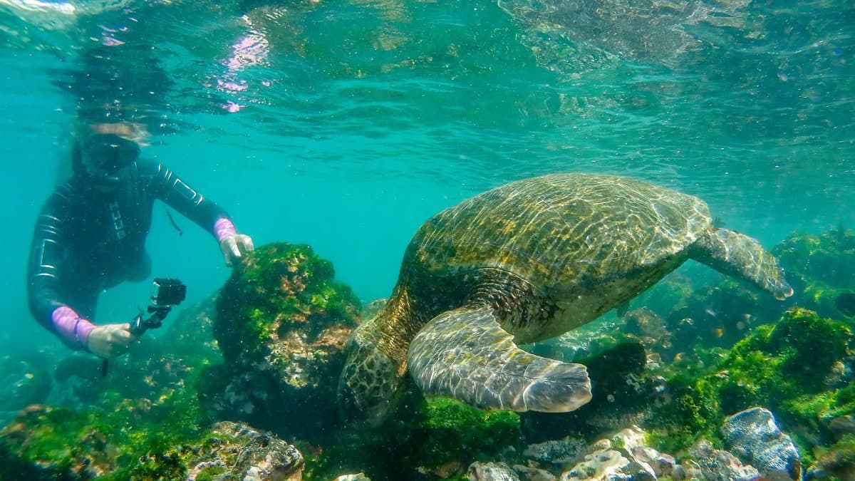 Isla Isabela con Islote Tintoreras (day-trip)