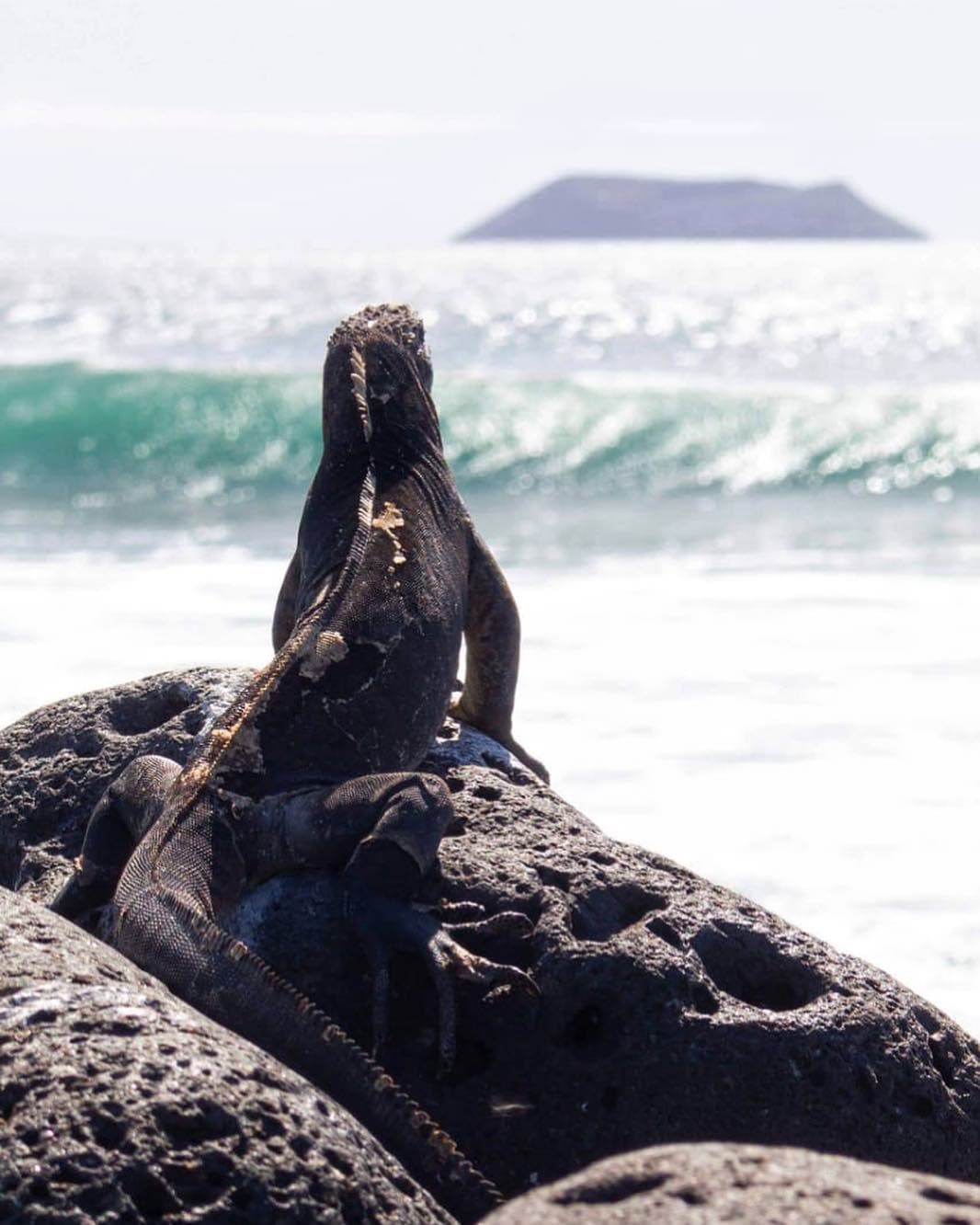 Landleguan auf der Insel North Seymour auf Galápagos