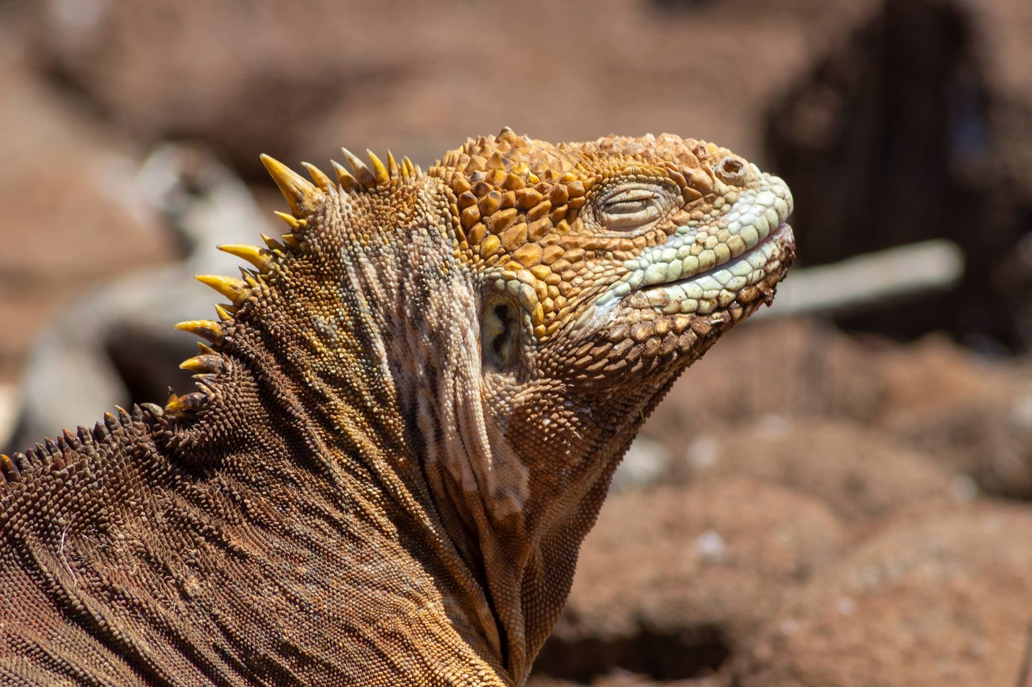 Galapagos Land Iguana sunning on a rock